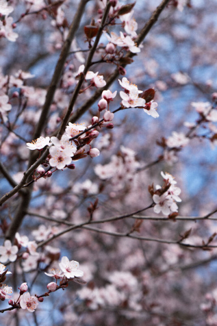 Kirschblüte